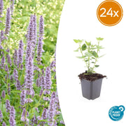 Agastache Blue Fortune en godet - Agastache hybride - H 10-25 cm, pot Ø9 cm - photo 8