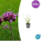Verveine de Buenos Aires Lollipop en godet - Verbena bonariensis - H 10-25 cm, pot Ø9 cm