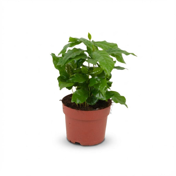 Green boutiQ - Zimmerpflanze - Kaffeepflanze - Coffea Arabica - Weiß - Pflegeleicht - 1 Pflanze - Topf 12cm - Höhe 15 - 20cm