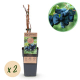 Camérisier Kamchatika - Lonicera caerulea - 2 plants - H 50 cm, pot Ø15 cm