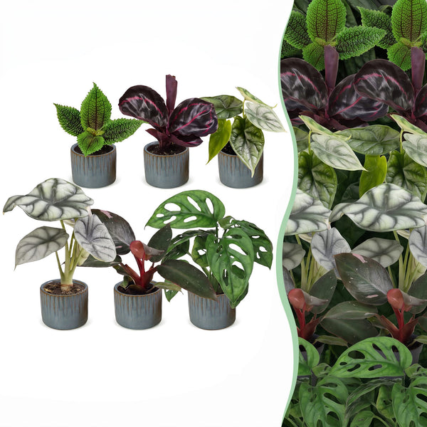 Baby Jungle avec cache-pots Linnea bleu brume - Alocasia, Calathea et Monstera - lot de 3 ou 6 - pot Ø6 cm - photo 6