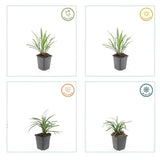 Liriope Ingwersen en godet - Liriope muscari - H 10-25 cm, pot Ø9 cm - photo 5
