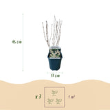 Green boutiQ - Sträucher - Deutzia Gracilis - Blütenfarbe Weiß - 1 Pflanze - Laubabwerfend - Pflegeleicht - Topf 17cm Höhe 45cm