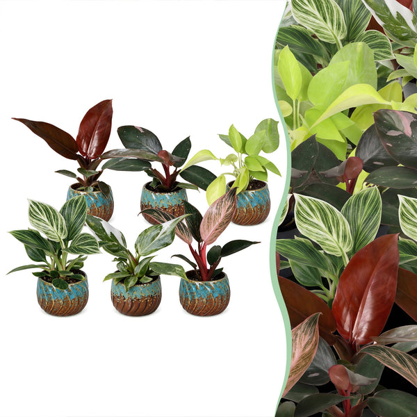 Baby Philodendron - lot de 6 mini plantes avec cache-pots cuivre