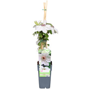 Clematis Miss Bateman - Waldrebe - Ø15cm - ↕65cm