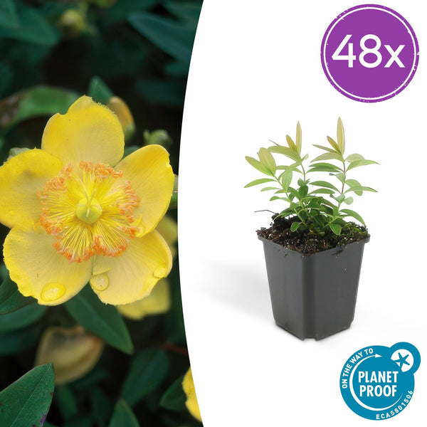 Millepertuis à grandes fleurs en godet - Hypericum calycinum - H 10-25 cm, pot Ø9 cm