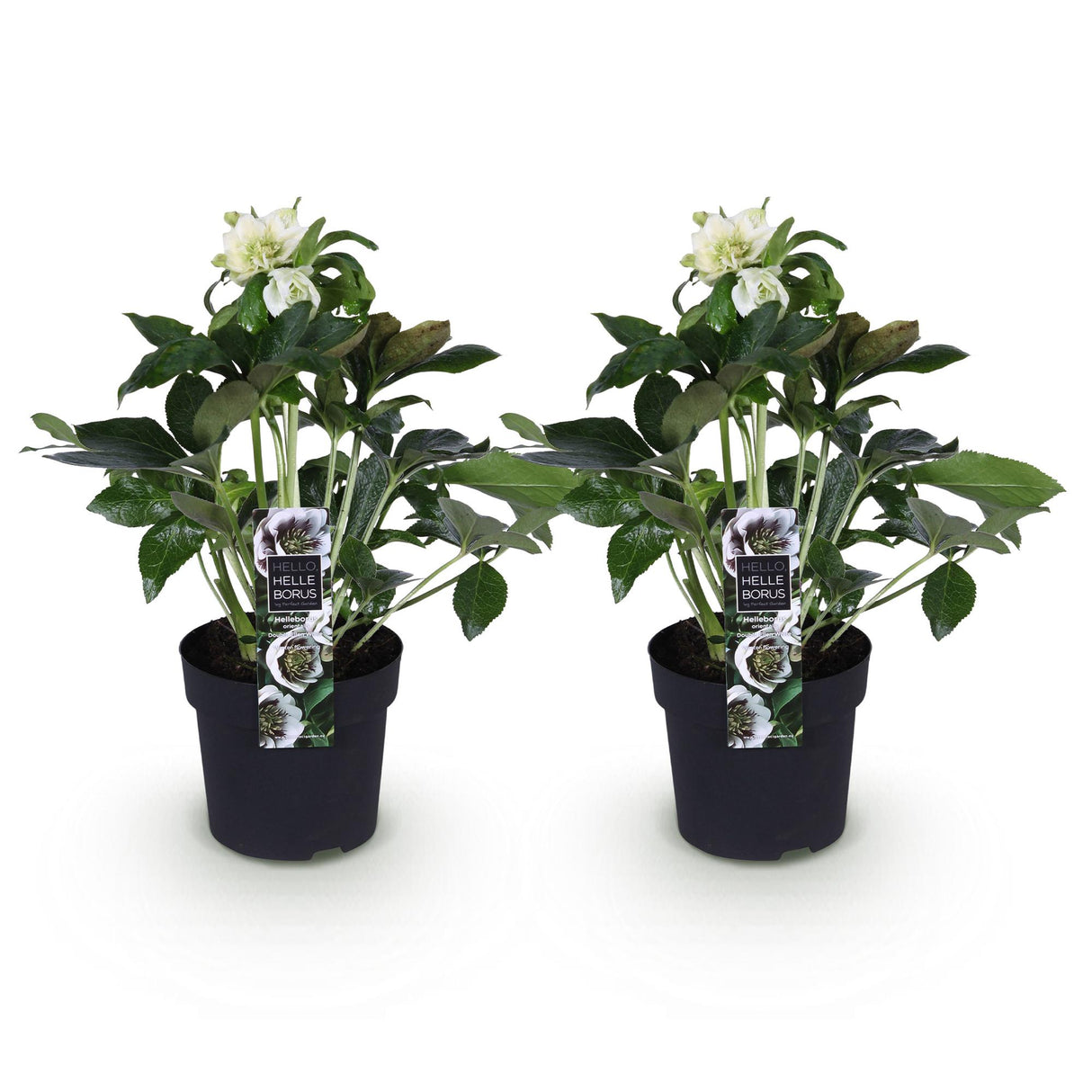 Hellébore d'Orient Double Ellen White – Lot de 2 – Pot 14 cm