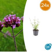 Verveine de Buenos Aires Lollipop en godet - Verbena bonariensis - H 10-25 cm, pot Ø9 cm - photo 7