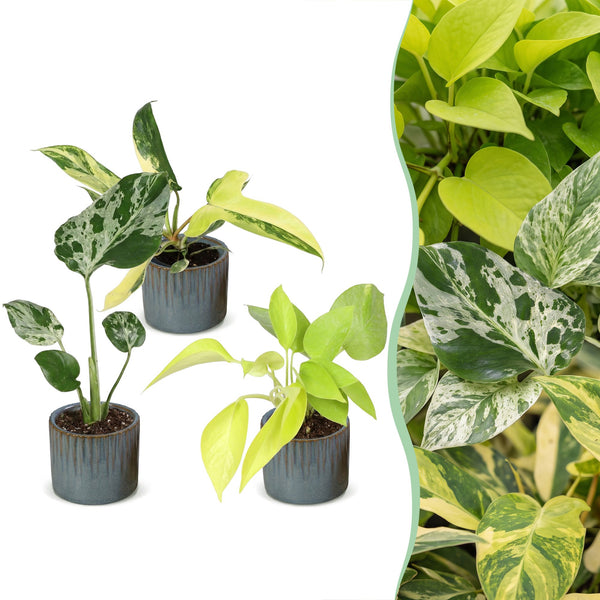 Baby Tropical avec cache-pots Linnea bleu brume - Monstera et Philodendron - lot de 3 ou 6 - pot Ø6 cm