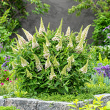 Green boutiQ - Gartenpflanze - Buddleja davidii Butterfly Candy Little White - Schmetterlingsflieder - Kompakt - Weiß - 1 Pflanze - Topf 12cm - Höhe 20-25cm