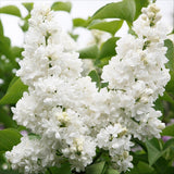 Lilas Madame Lemoine - H 45 cm, pot Ø17 cm