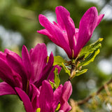 Groen boutiQ - Heesters -  Magnolia Susan  - Bloemen Donker Roze - 1 plant - bladverliezend - weinig onderhoud - pot 17cm hoogte 45cm
