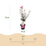 Groen boutiQ - Terrasplant - Japanse Esdoorn - Acer palmatum Skeetsers Broom - Paars - 2 Planten - Bladverliezend - Pot 19cm Hoogte 70cm