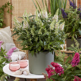 Green boutiQ - Gartenpflanze - Buddleja davidii Butterfly Candy Little White - Schmetterlingsflieder - Kompakt - Weiß - 1 Pflanze - Topf 12cm - Höhe 20-25cm