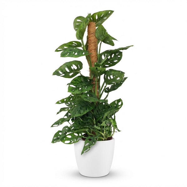 Green boutiQ - Zimmerpflanze - Monkey Mask - Monstera Adansonii am Moosstab - Grün - Pflegeleicht - 1 Pflanze - mit weißem Topf - Topf 19cm - Höhe 90cm