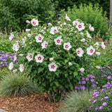 Green boutiQ - Gartenpflanze - Hibiscus syriacus Hamabo - Garten-Hibiskus - Winterhart - Weiß - Rosa - 3 Pflanzen - Topf 17cm - Höhe 45cm