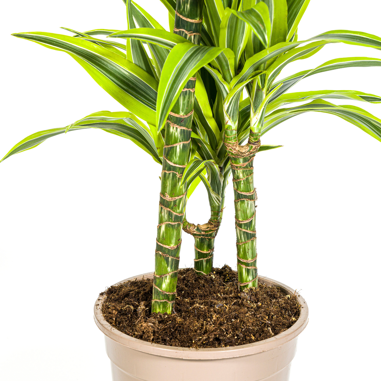 Dracaena Deremensis Lemon Lime mit Korb Ø21cm - ↕90 - 110cm