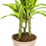 Dracaena Deremensis Lemon Lime mit Korb Ø21cm - ↕90 - 110cm