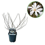Groen boutiQ - Heesters -  Magnolia Stellata  - Bloem Wit  - 1 Plant - Bladverliezend - Weinig Onderhoud - Pot 17cm Hoogte 45cm