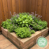 Groen boutiQ - Borderpakket - Thee kruiden - 8 Vaste planten - 1 m2 - Diversen kleuren - Weinig Onderhoud - Pot 11cm