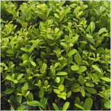 [NL: 1x 6 pack Ilex crenata 'Jenny' - 6 x Ø7 cm - ↕15 cm]