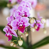 Orchidée Phalaenopsis rose et violette Diamond El Salvador - H 35 cm, pot Ø9 cm