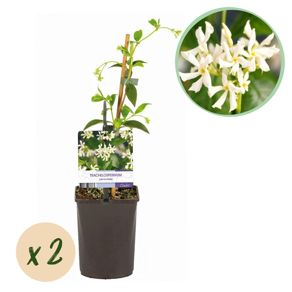 Jasmin étoilé - Trachelospermum jasminoides - H 35 cm, pot Ø9 cm