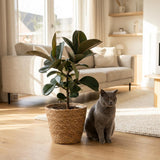 Ficus Elastica Cloe – Plante caoutchouc | Pot 19 cm, Hauteur 60 cm