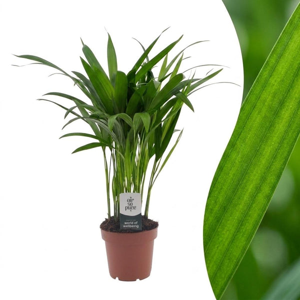 Areca Lutescens - Palmier Areca