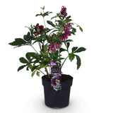 Green boutiQ - Gartenpflanze - Lenzrose - Helleborus orientalis Double Ellen Red - Rote Blüte - 1 Pflanze - Immergrün - Topf 14cm Höhe 35cm