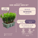 [NL: 12 x 6-Pack Buxus NewGen Freedom – Winterharde Groenblijvende Struiken 72 x Ø7 cm - ↕15 cm | Compacte Buxus]