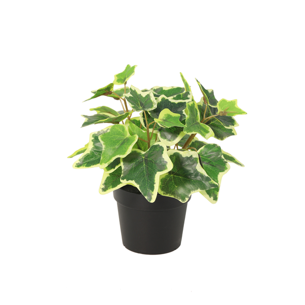 Lierre blanc plante artificielle