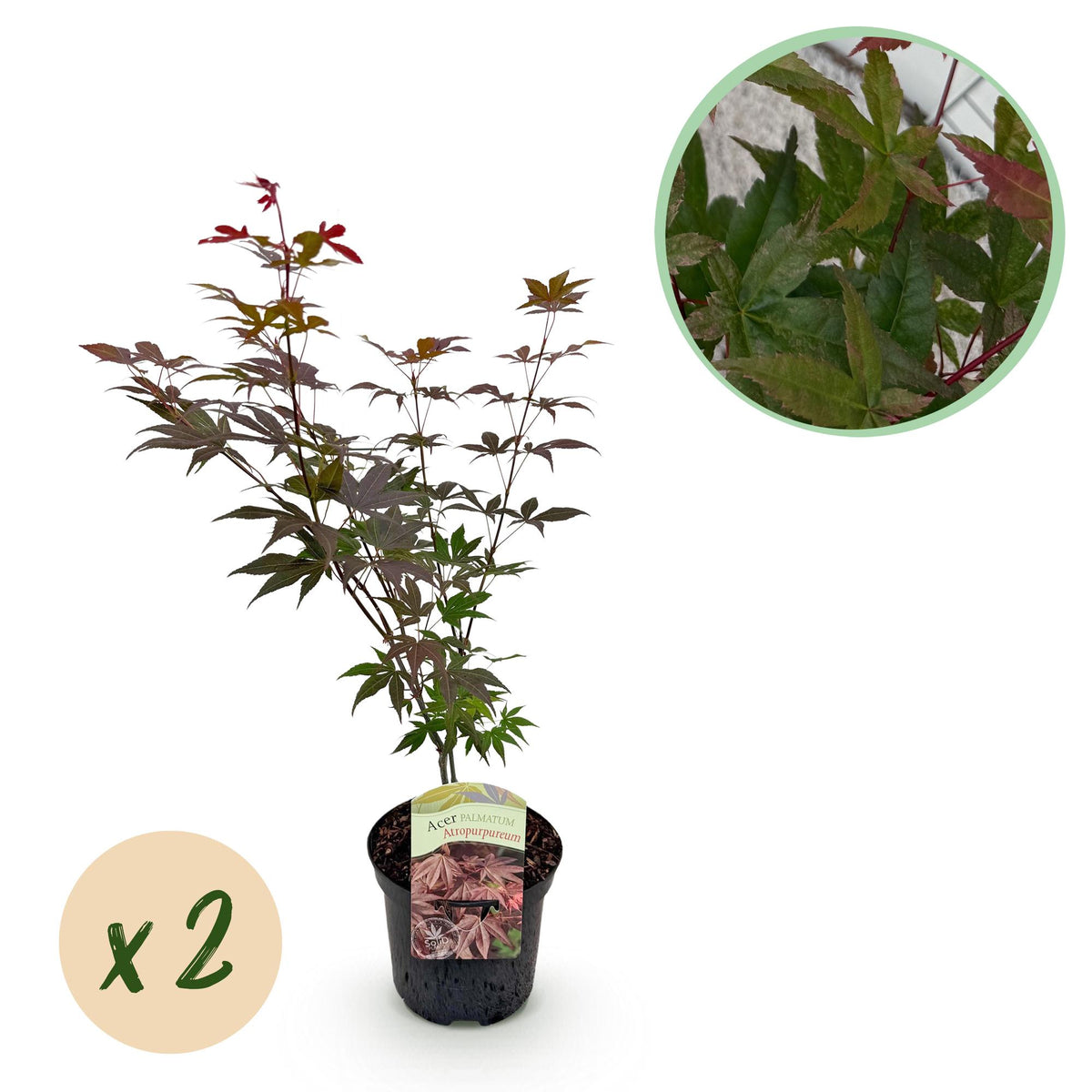 Green boutiQ - Terrassenpflanze - Japanischer Ahorn - Acer palmatum Atropurpureum - Lila - 2 Pflanzen - Laubabwerfend - Topf 19cm Höhe 70cm