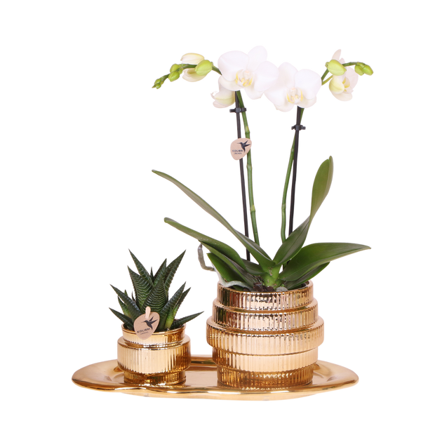 Orchidée Phalaenopsis blanche Mineral Amabilis et succulente - coffret Allure Shiny or