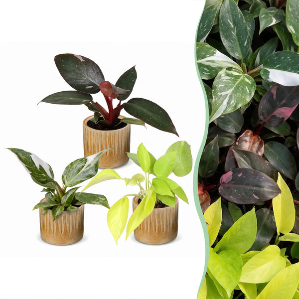 Baby Philodendron avec cache-pots Linnea miel - Pink Princess, White Princess et Neon - lot de 3