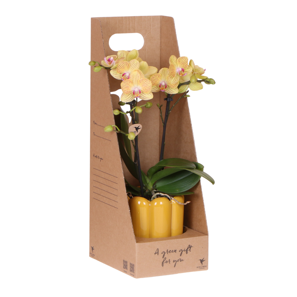 Orchidée Phalaenopsis jaune Blossom Lima - cache-pot Retro jaune et boîte cadeau