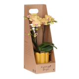 Orchidée Phalaenopsis jaune Blossom Lima - cache-pot Retro jaune et boîte cadeau