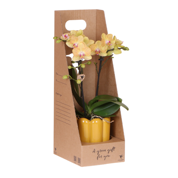 Orchidée Phalaenopsis jaune Blossom Lima - cache-pot Retro jaune et boîte cadeau