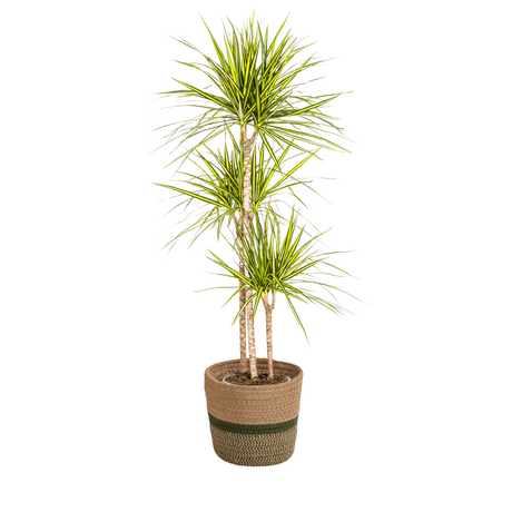 Dracaena Marginata Sunray avec cache-pot