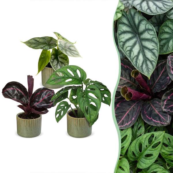 Baby Jungle avec cache-pots Linnea vert olive - Alocasia, Calathea et Monstera - lot de 3 ou 6 - pot Ø6 cm - photo 6