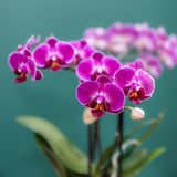 Orchidée Phalaenopsis violette Mineral Morelia - cache-pot Retro violet et boîte cadeau
