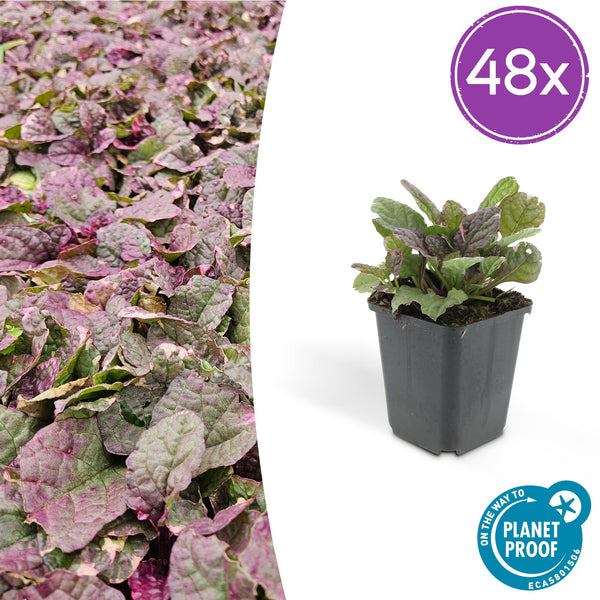 Bugle rampante Burgundy Glow en godet - Ajuga reptans - H 10-25 cm, pot Ø9 cm