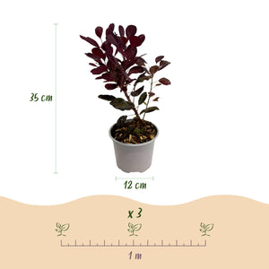 Cotinus coggygria Lilla – Lot de 3 – Pot 12 cm