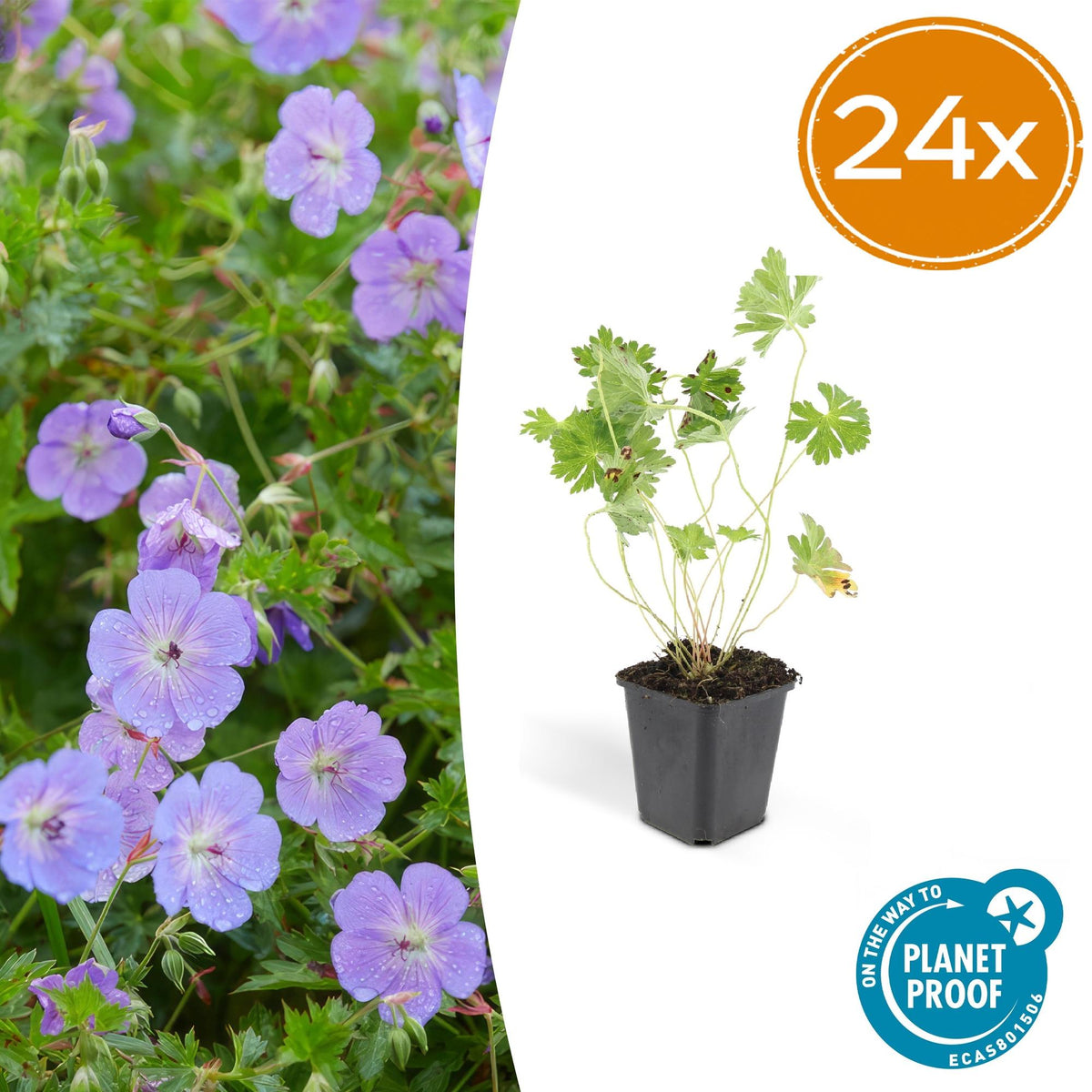 Géranium vivace Rozanne en godet - Geranium Rozanne - H 10-25 cm, pot Ø9 cm