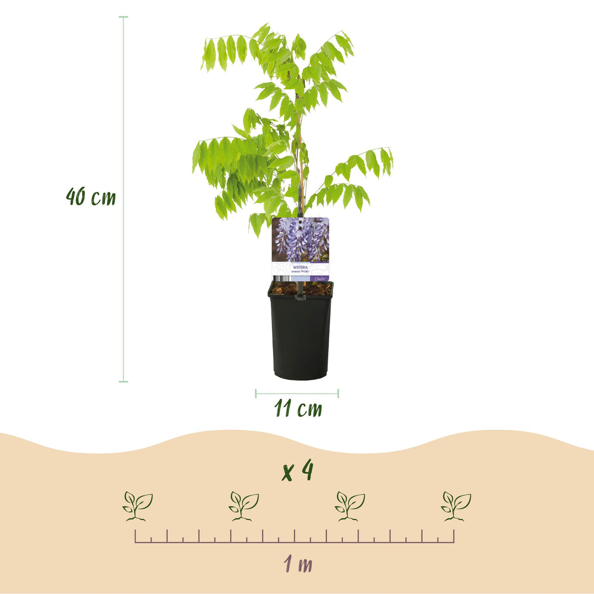 Glycine Prolific – Lot de 1 – Pot 11 cm – Hauteur 40 cm