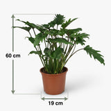 Philodendron Xanadu | Pot 19 cm