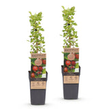 Groseillier à maquereau rouge Hinnonmäki Röd - Ribes uva-crispa - 2 plants