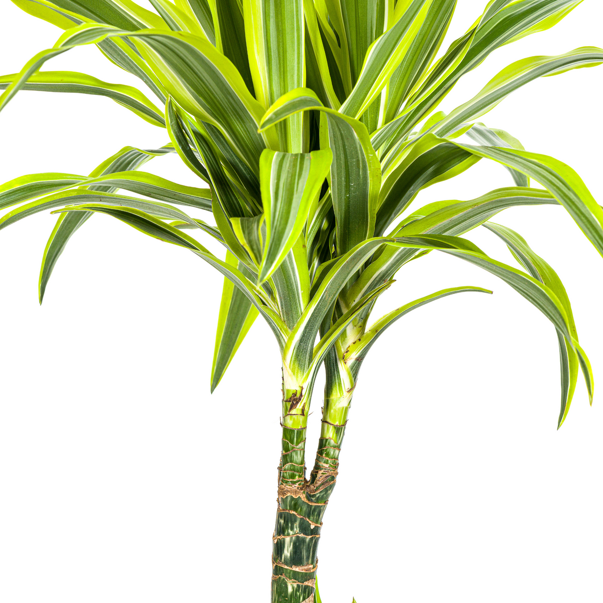 Dracaena Deremensis Lemon Lime mit Korb Ø21cm - ↕90 - 110cm
