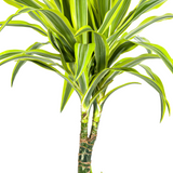Dracaena Deremensis Lemon Lime mit Korb Ø21cm - ↕90 - 110cm