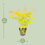Érable du Japon Orange Dream - Acer palmatum